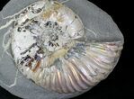 Beautiful Deshayesites Ammonites - Iridescent Shell #22508-1